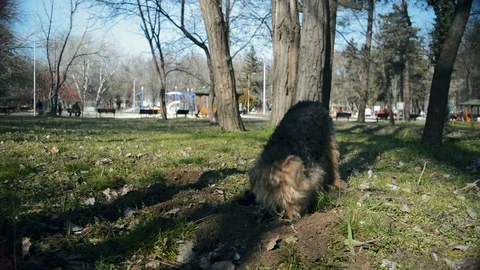 Dog Digging a Hole in The Ground Stock Footage 96689462