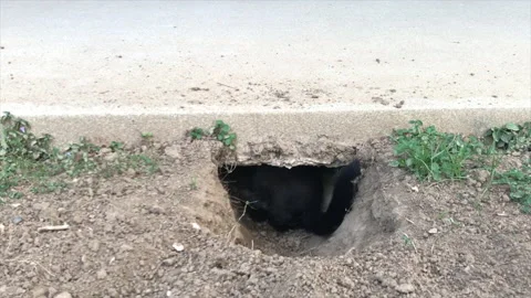 Dog is digging a hole in the ground. Video stock 157550629