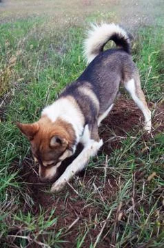 Dog digging a hole in the ground. Stock Photos
