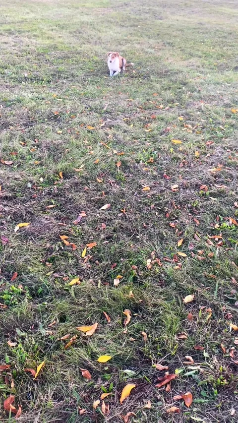 Dog digging a hole in the ground. Vertical video Stock Footage 287944690