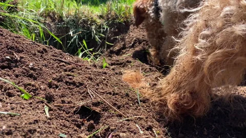 Dog Digging a Hole in the Ground.  Welsh Terrier Digging in the Dirt. Stock Footage
