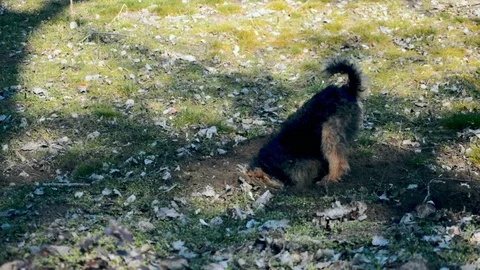Dog Digging a Hole in The Ground3 Stock Footage 96689570