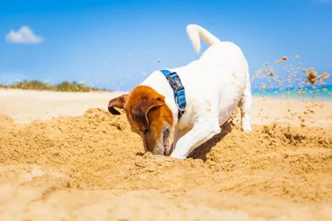 Dog digging a hole Foto stock