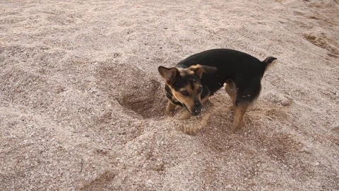 Dog digging a hole in the sand on the beach. Slow motion. Video stock 115950652