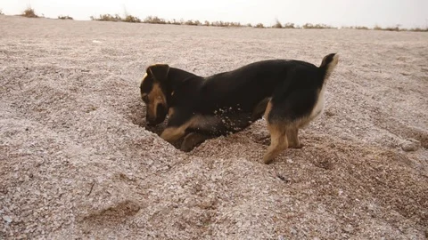 Dog digging a hole in the sand on the beach. Slow motion. Video stock 115950747
