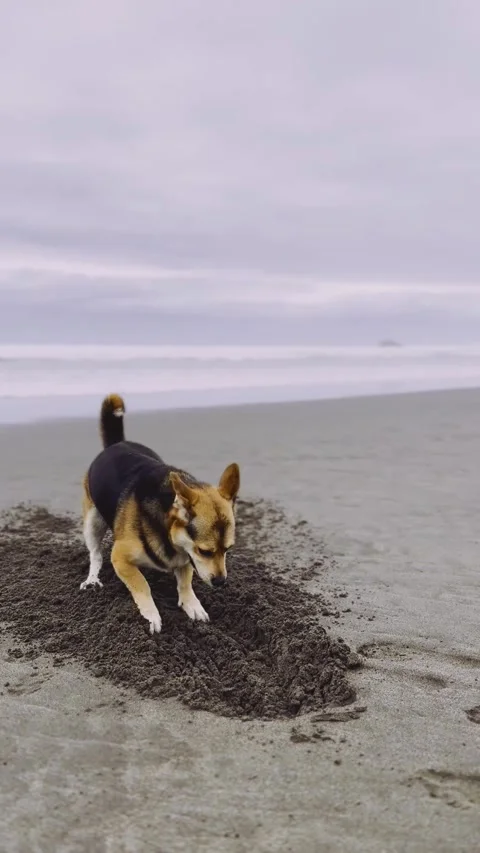 Dog Digging Hole in Sandy Beach. Stock Footage 328350764