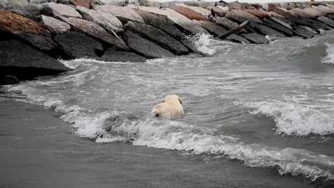 Dog digging in the ocean water Stock Footage 112665547
