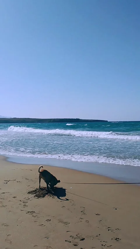 Dog Digging in the Sand and Running Playfully on a Wavy Beach in Crete Stock Footage 307754003
