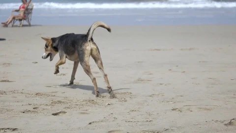Dog digging in the sand on the beach looking for crabs. North Goa, India Stock Footage 77670191