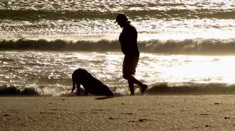 Dog digging in the sand Stock Footage 58877835
