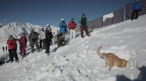 Dog digging in snow avalanche test Stock Footage 46154418