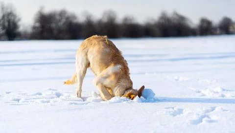 Dog digging under snow Stock Photos