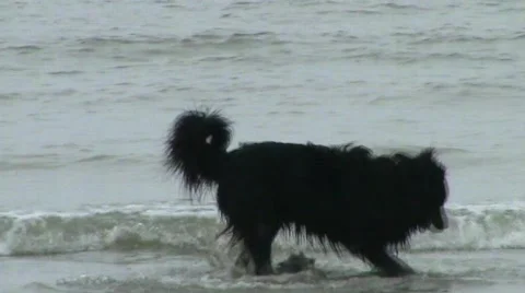 Dog digging water Video stock 397706