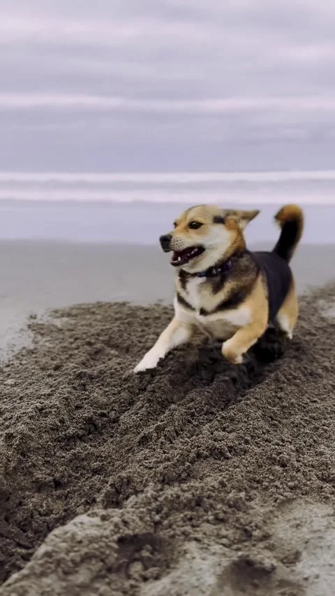 Dog Digging While Ocean Waves Approach. Video stock 328350768