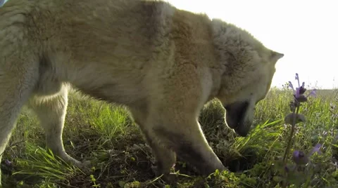 Dog digs the earth Stock Footage 37556011