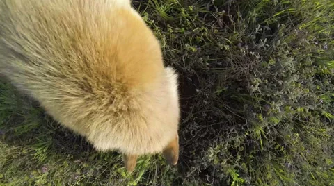 Dog digs the earth Stock Footage 37557512