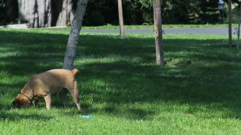 Dog Digs in Grass, Eats Something Stock Footage 871606