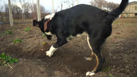 The dog digs the ground Stock Footage 152027924