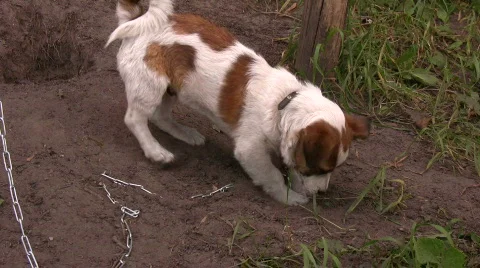 Dog digs for hidden bone Stock Footage 774412