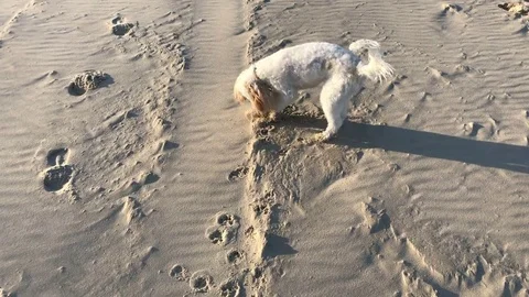 Dog digs a hole and pees on beach Stock Footage