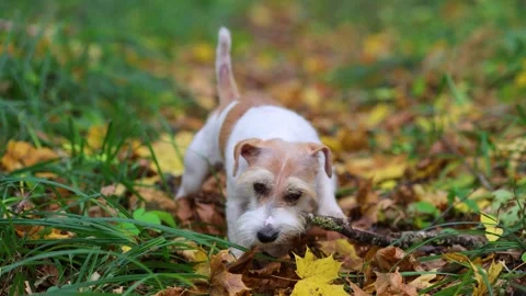 A dog digs a hole in the autumn forest Stock Footage 253170158
