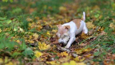 A dog digs a hole in the autumn forest Stock Footage 253171539