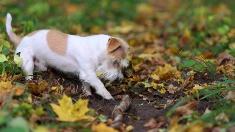A dog digs a hole in the autumn forest Stock Footage 253171616