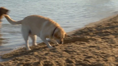 Dog digs a hole on Beach 2 Video stock 124875656