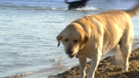 Dog digs  hole on beach 4 Video stock 124875727