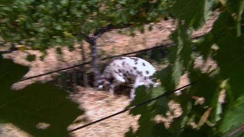 Dog digs a hole in a field Stock Footage 78978590