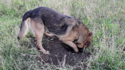 Dog digs a hole Vidéo 56343928
