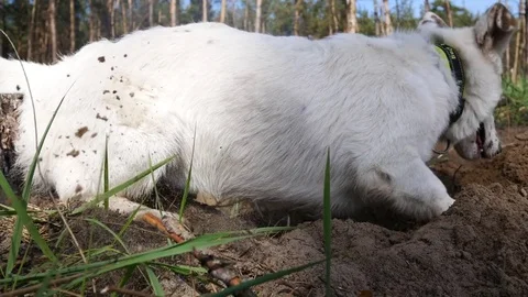 The dog digs a hole in the forest. Merry video Stock Footage 74610824