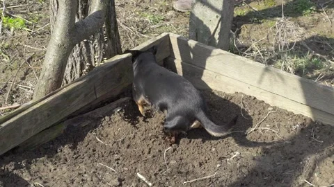 Dog digs a hole in the ground. 스톡 동영상 234902019