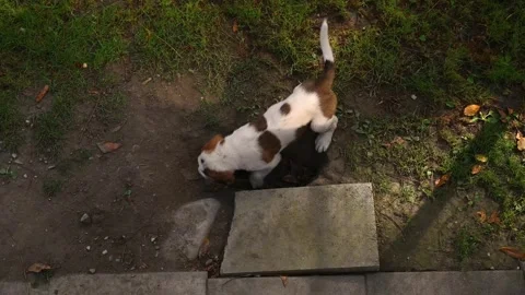 Dog digs a hole in the ground. Two white and brown Saint Bernard puppy playing. Stock Footage 253598686