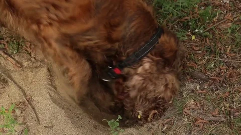 Dog Digs Hole River Sand Cocker Spaniel Fowler Stock-Footage 75810463