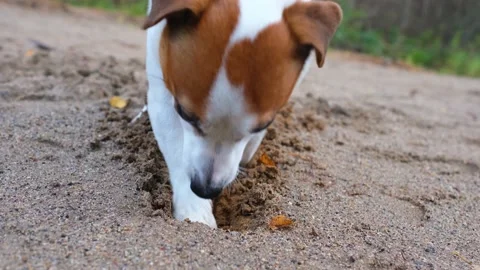 The dog digs a hole in the sand with its paws, close-up. Hunting instinct Stock Footage 164165514