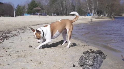 Dog digs a hole on the sandy beach. Stock Footage 235990458