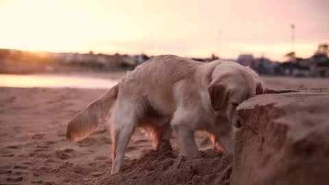 A dog digs a hole on a sandy beach at sunset. slow motion video Stock Footage 255470016