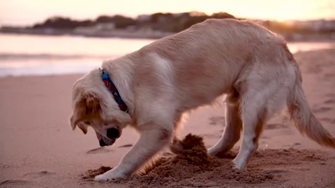 A dog digs a hole on a sandy oceanfront beach at sunset. Slow motion video Stock Footage 255470033