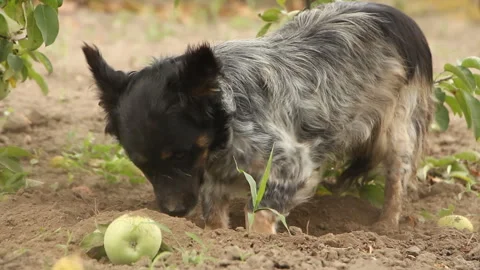 A dog digs a hole under an apple tree, and fallen apples lie nearby Stock Footage 254820251