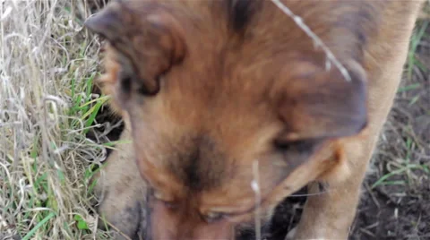 Dog digs legs Stock Footage 60569130
