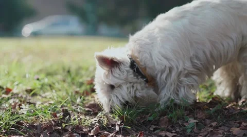 Dog digs nose in the fall foliage. Inquisitive and curious puppy Video stock 68509973