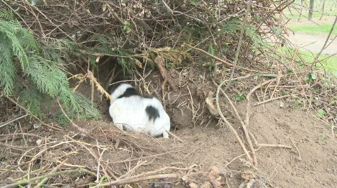 Dog digs out rat Stock Footage 522442