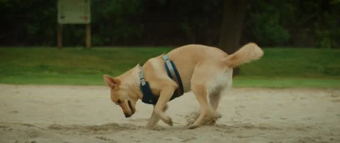 Dog Digs in the Sand Stock Footage 133541007
