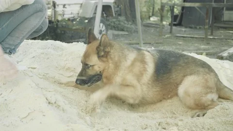 The dog digs the sand Video stock 156559812