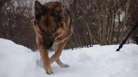 The dog digs snow and nibbles ice. Stock Footage 229520179