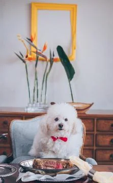 Dog at dinner Stock Photos