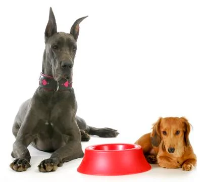 Dog dinner time Stock Photos