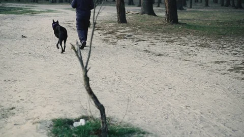 The dog is disabled. A dog without one paw walks along the lake with the owne Video stock 127908762