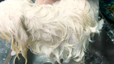 The dog discontentedly looks into the camera while it is washed Stock Footage 89762489